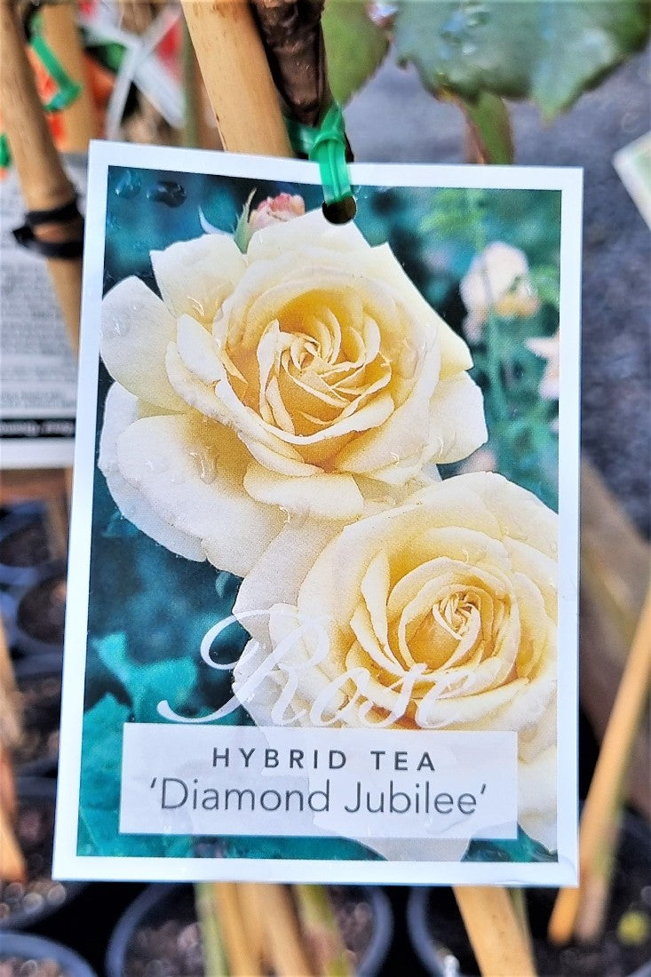 2022 3FT STANDARD ROSE DIAMOND JUBILEE HYBRID TEA