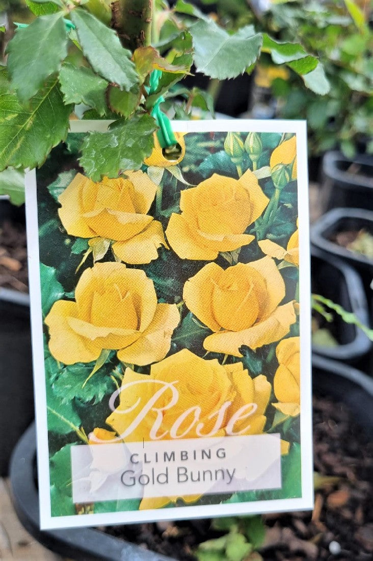 2022 CLIMBING ROSE GOLD BUNNY FLORIBUNDA