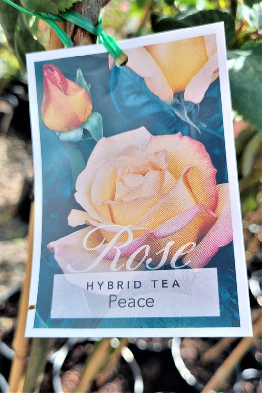 2022 3FT STANDARD ROSE PEACE HYBRID TEA