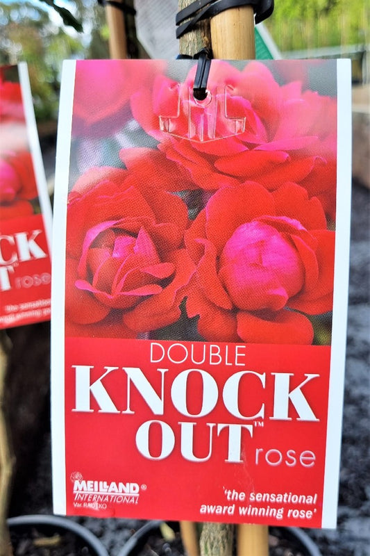 2022 2FT STANDARD ROSE DOUBLE KNOCKOUT FLORIBUNDA