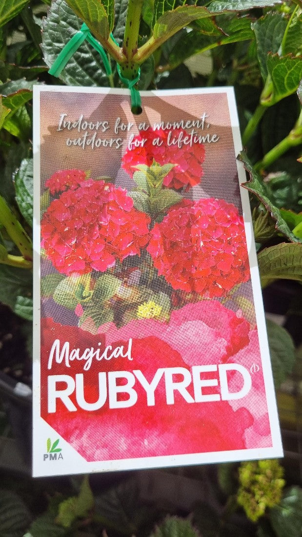 HYDRANGEA MAGICAL RUBY RED 200MM