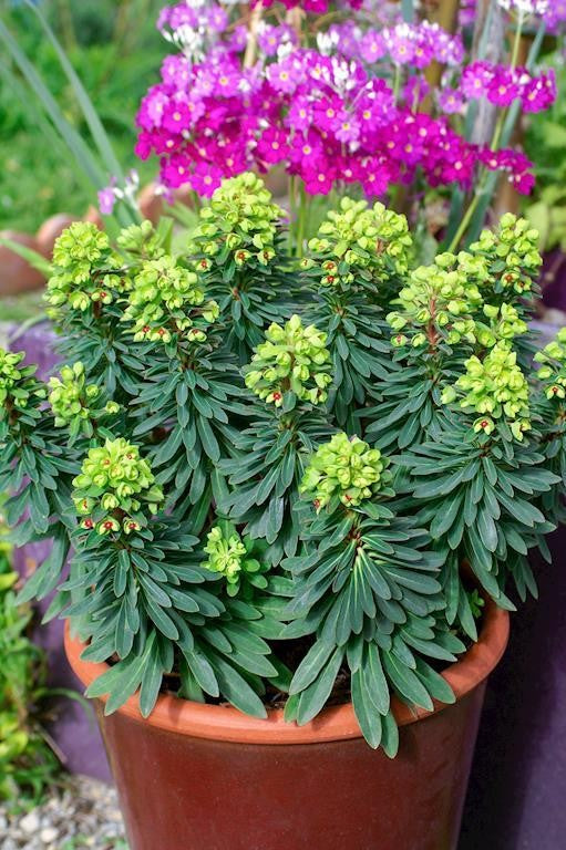 EUPHORBIA TINY TIM 140MM