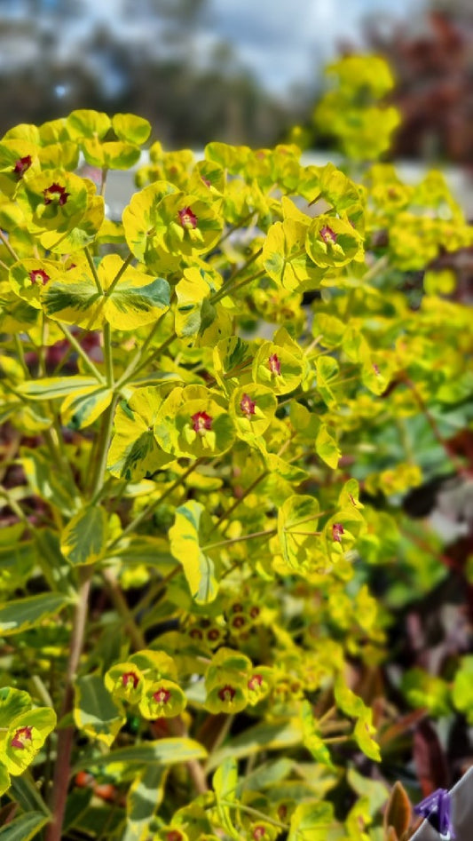 EUPHORBIA ASCOT RAINBOW 140MM