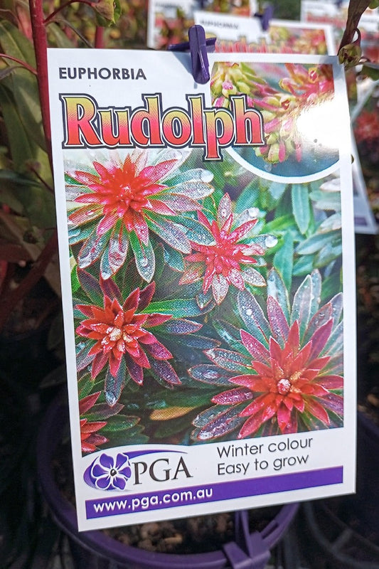 EUPHORBIA RUDOLPH 140MM