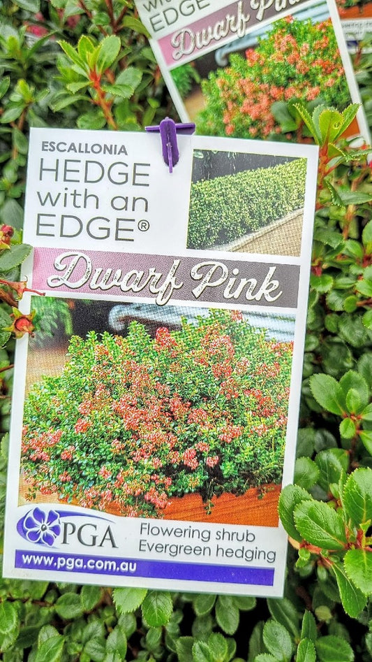 ESCALLONIA HEDGE WITH AN EDGE DWARF PINK 140MM