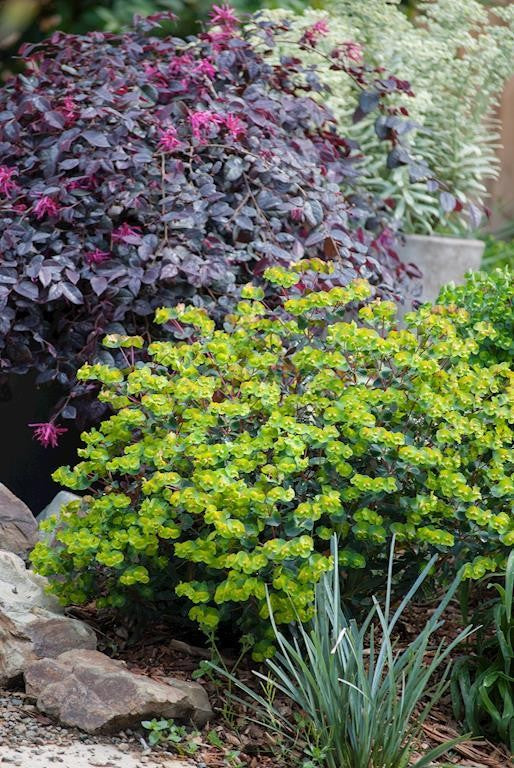 EUPHORBIA CRAIGIEBURN 140MM