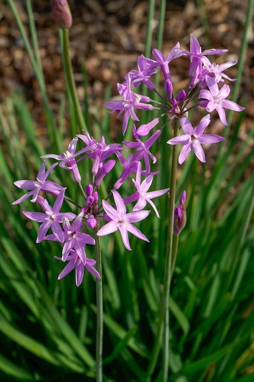 TULBAGHIA GALAXY 140MM