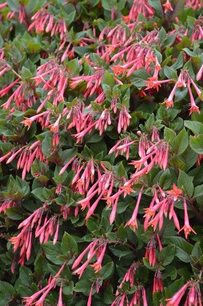 FUCHSIA CORALLE 140MM