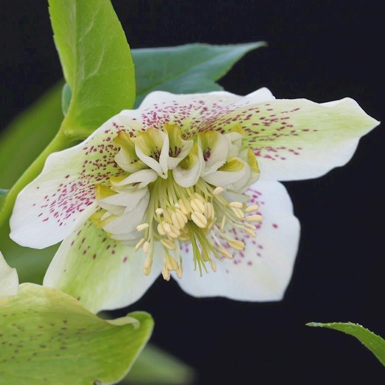 HELLEBORE TUTU WHITE 180MM