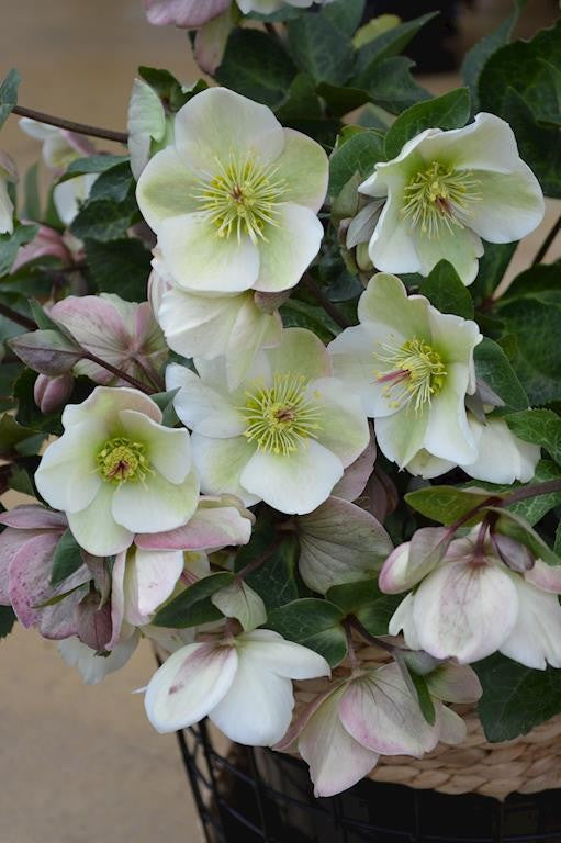HELLEBORE MOLLY'S WHITE 180MM