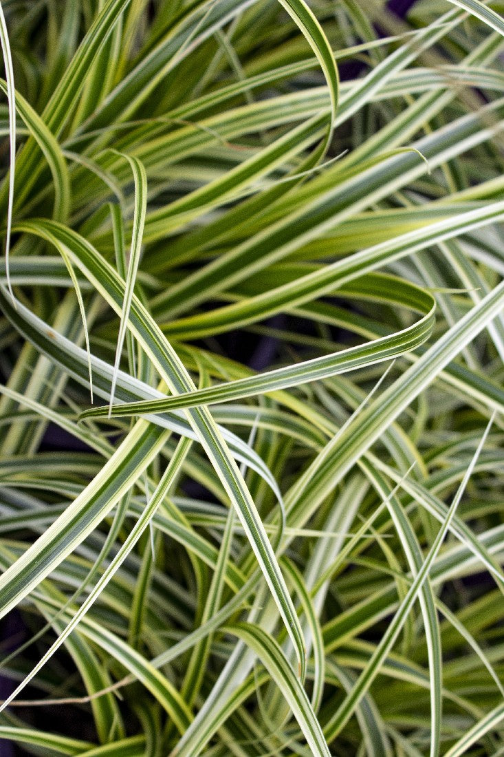 CAREX FEATHER FALLS 140MM