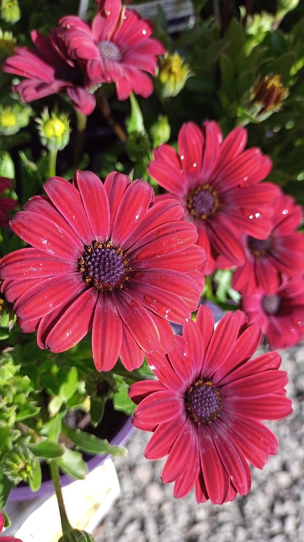 OSTEOSPERMUM DAISY CHAIN BURGUNDY 140MM