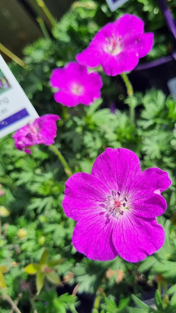 GERANIUM PARTY LIGHTS PURPLE 140MM Avalon Nursery
