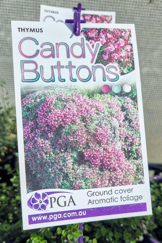 THYMUS CANDY BUTTONS 140MM