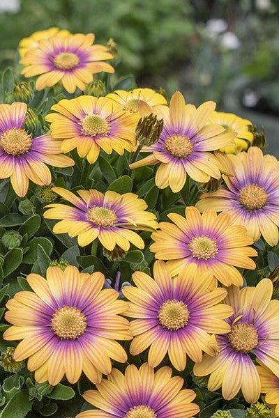 OSTEOSPERMUM DAISY CHAIN APRICOT 140MM