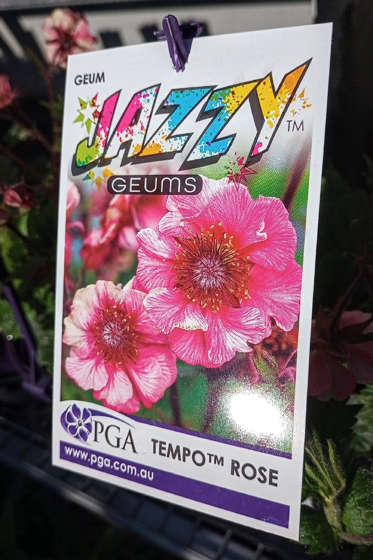 GEUM JAZZY TEMPO ROSE 140MM