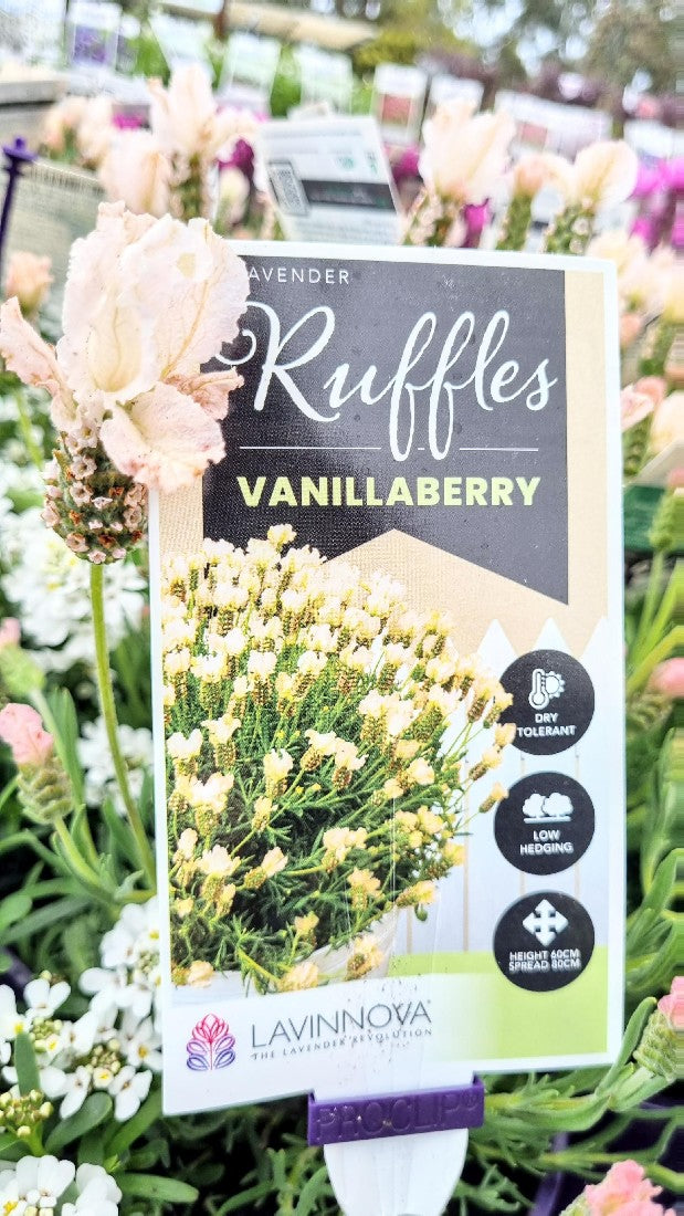 Lavender Raspberry Ruffles LAVANDULA VANILLABERRY RUFFLES LAVENDER 140MM – Avalon Nursery
