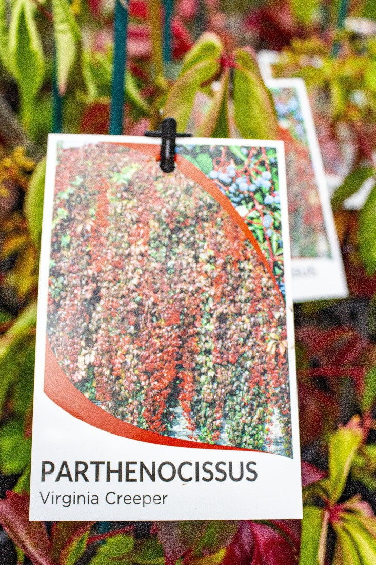 VIRGINIA CREEPER PARTHENOCISSUS 140MM