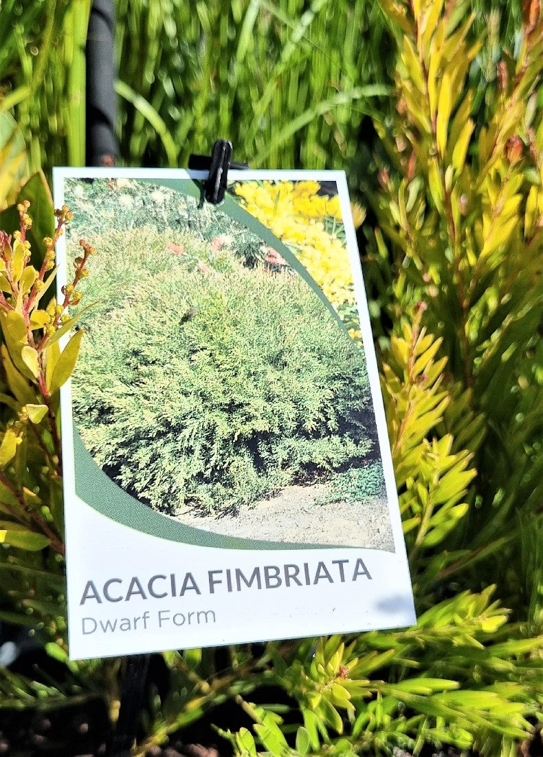 ACACIA FIMBRIATA DWARF 140MM