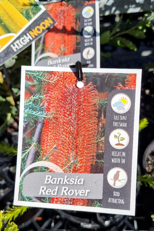BANKSIA ERICIFOLIA RED ROVER 140MM