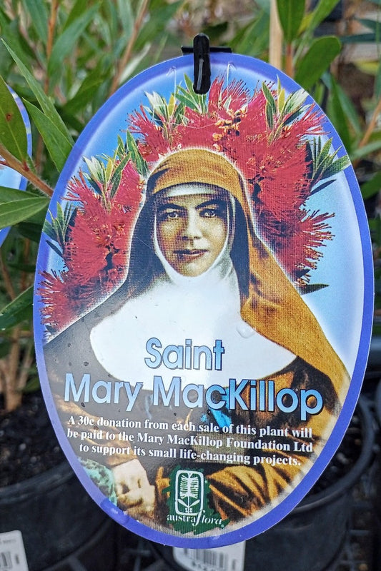 CALLISTEMON 'SAINT MARY MACKILLOP' 140MM