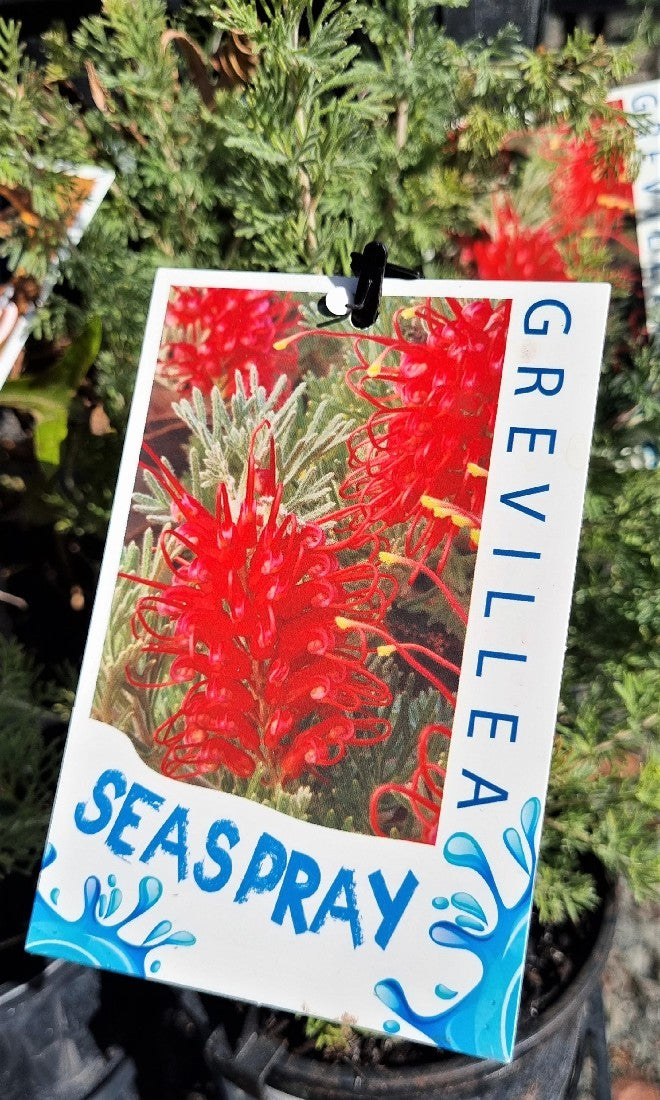 GREVILLEA PREISSI SSP. GLABRILIMBA SEA SPRAY 140MM