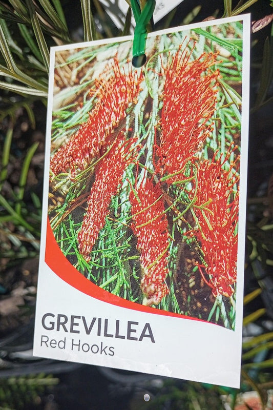 GREVILLEA RED HOOKS 140MM