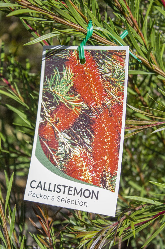 CALLISTEMON PACKERS SELECTION 140MM