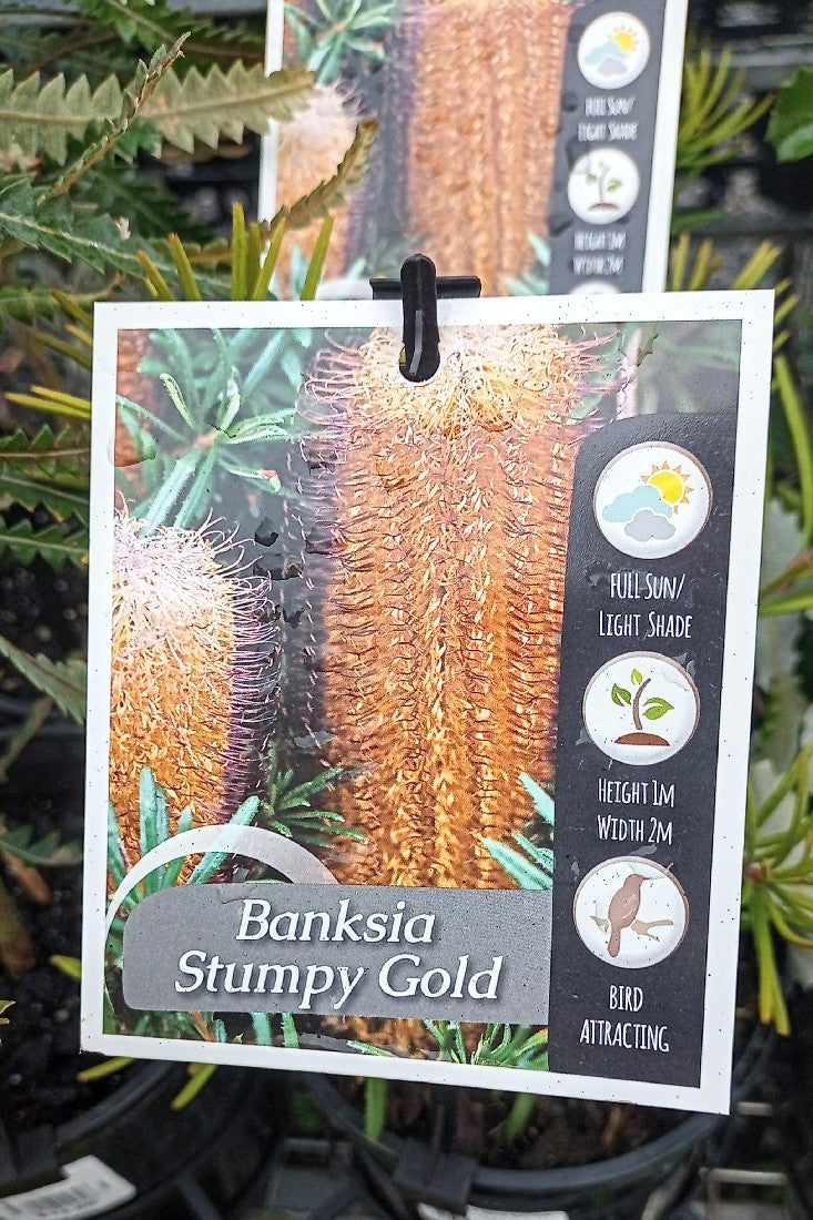 Avalon Nursery // Australian Natives – Page 5