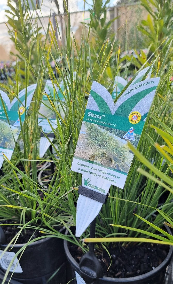 LOMANDRA FLUVIATILIS SHARA 140MM