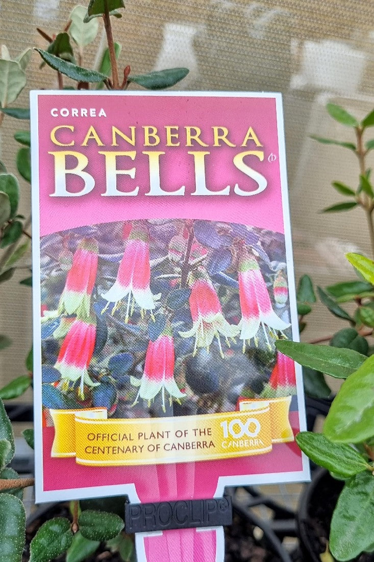 CORREA HYBRID C100 CANBERRA BELLS 140MM