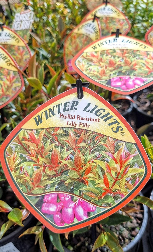 LILLY PILLY SYZYGIUM AUSTRALE WINTER LIGHTS140MM