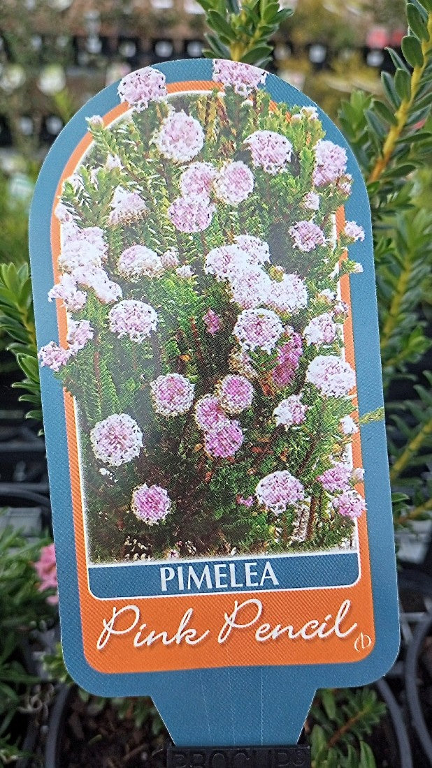 PIMELEA FERRUGINEA PINK PENCIL 140MM
