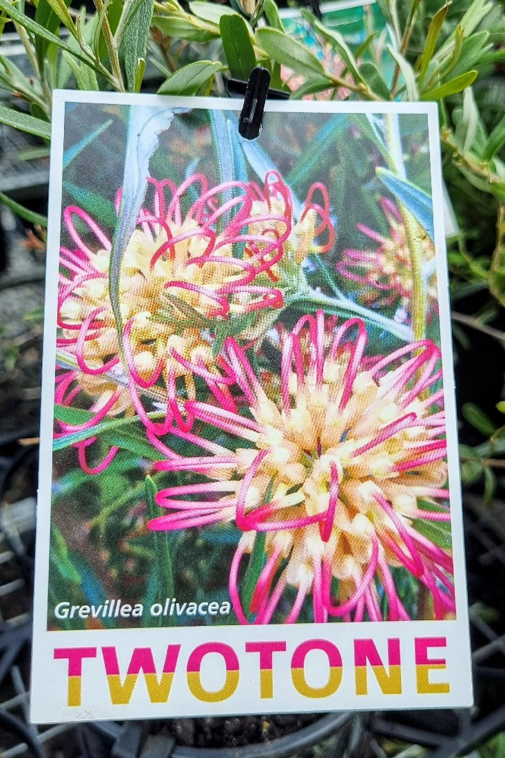 GREVILLEA OLIVACEA HYBRID TWO TONE 140MM