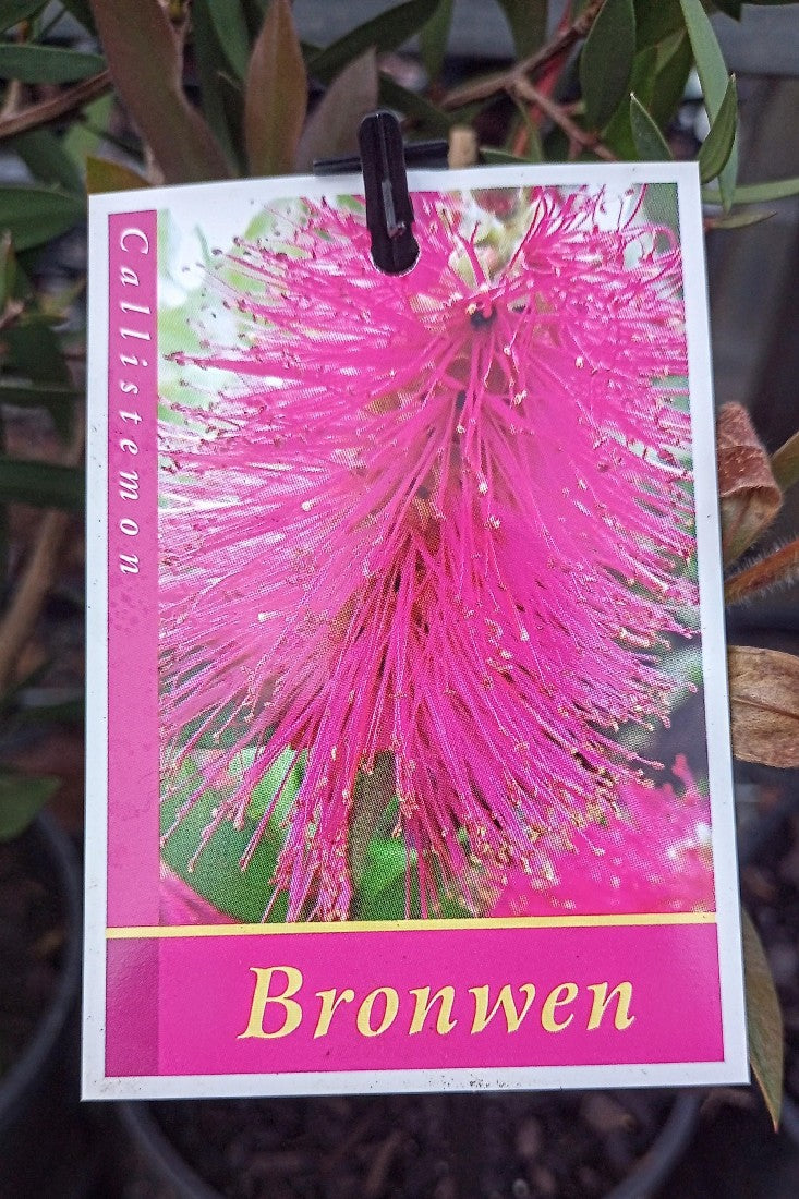 CALLISTEMON BRONWEN 140MM