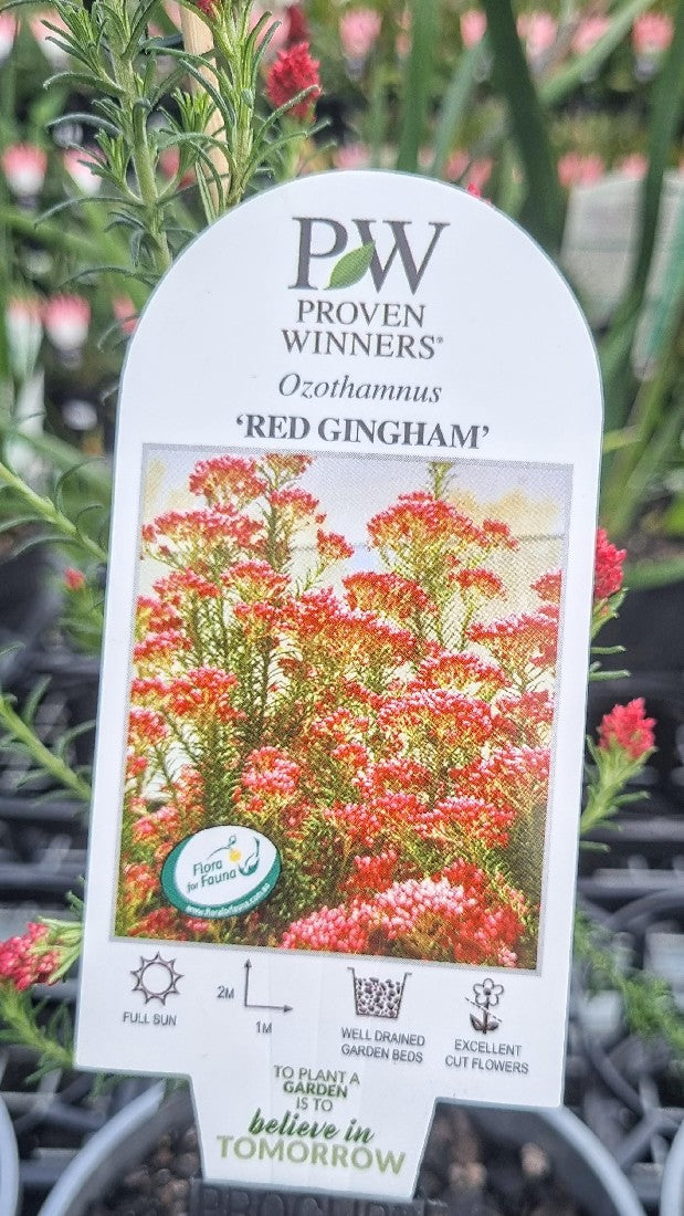 OZOTHAMNUS DIOSMIFOLIUS RED GINGHAM 140MM