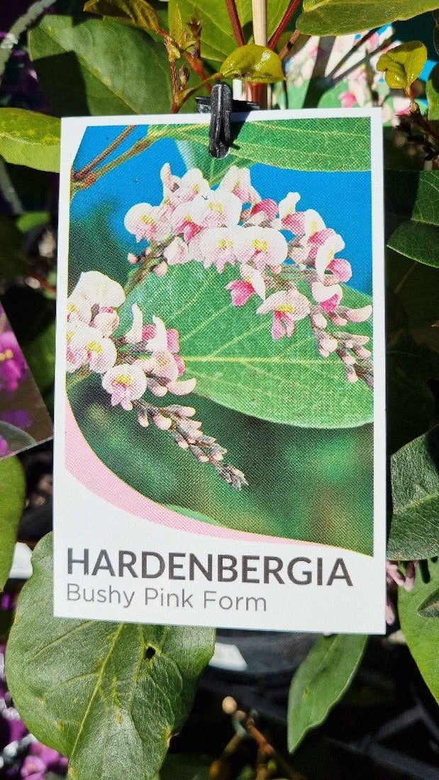 HARDENBERGIA VIOLACEA PINK 140MM