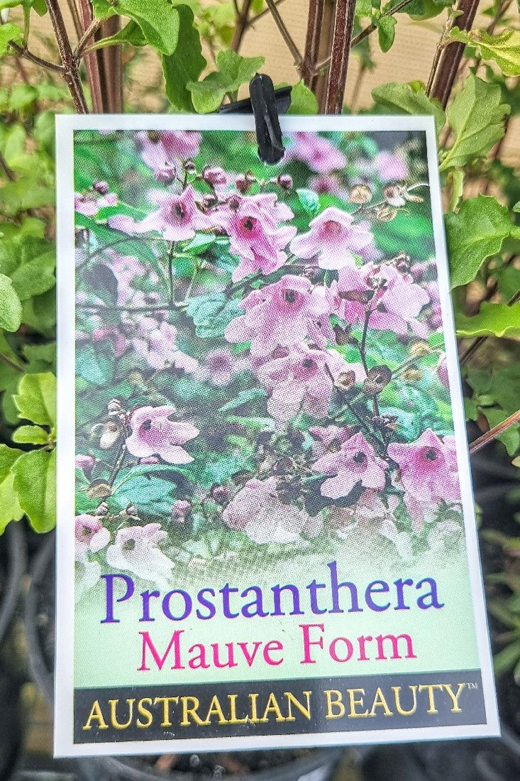 PROSTANTHERA MELISSIFOLIA MAUVE 140MM