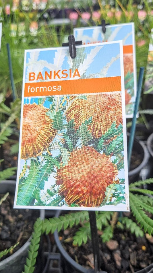 BANKSIA FORMOSA 140MM
