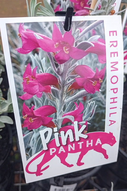 EREMOPHILA PINK PANTHA 140MM