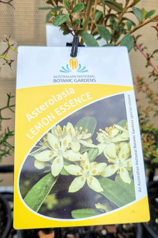 ASTEROLASIA LEMON ESSENCE 140MM