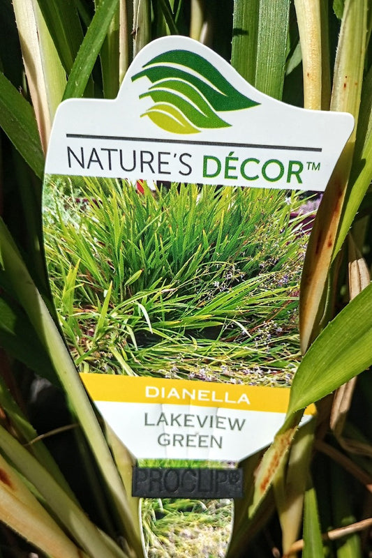 DIANELLA CAERULEA LAKEVIEW GREEN 140MM