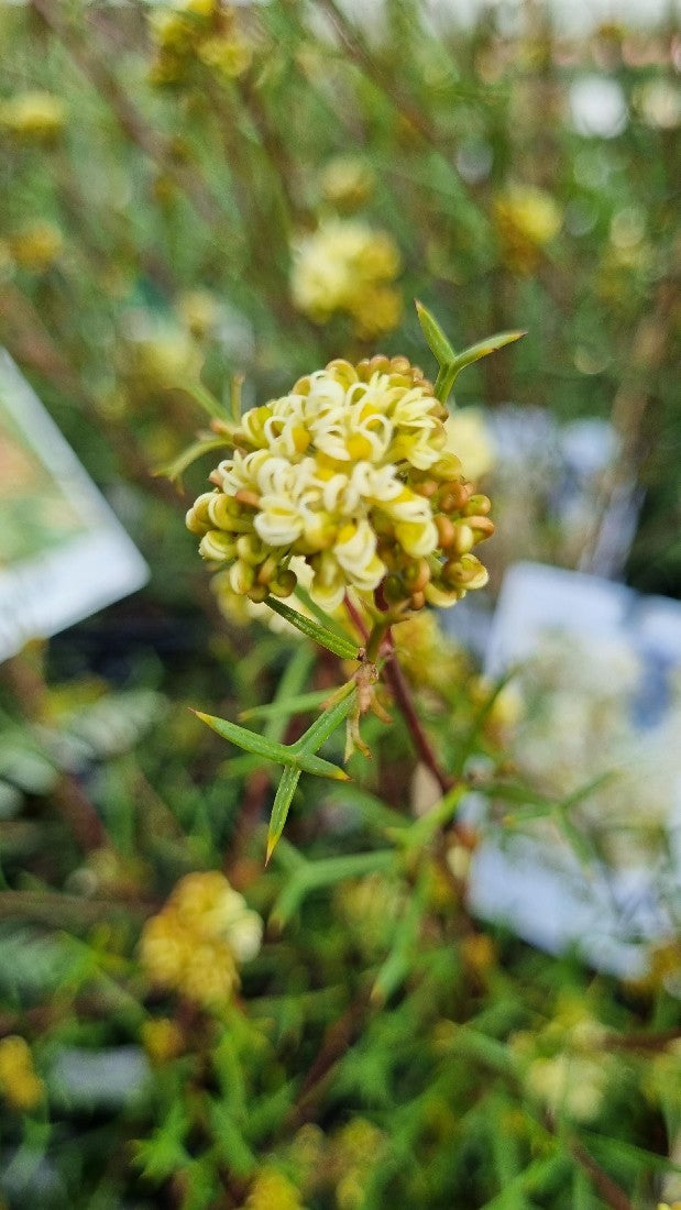 GREVILLEA TRIFIDA 140MM