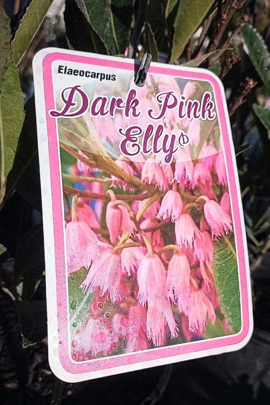 ELAEOCARPUS RETICULATUS DARK PINK ELLY 180MM