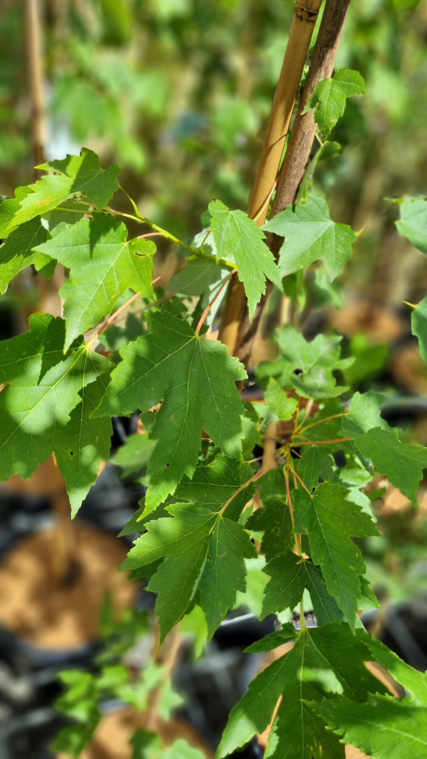 MAPLE ACER RUBRUM CANADIAN MAPLE POTTED 300MM