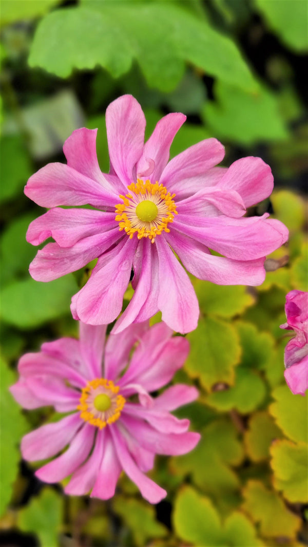 ANEMONE FANTASY BELLE 140MM Avalon Nursery