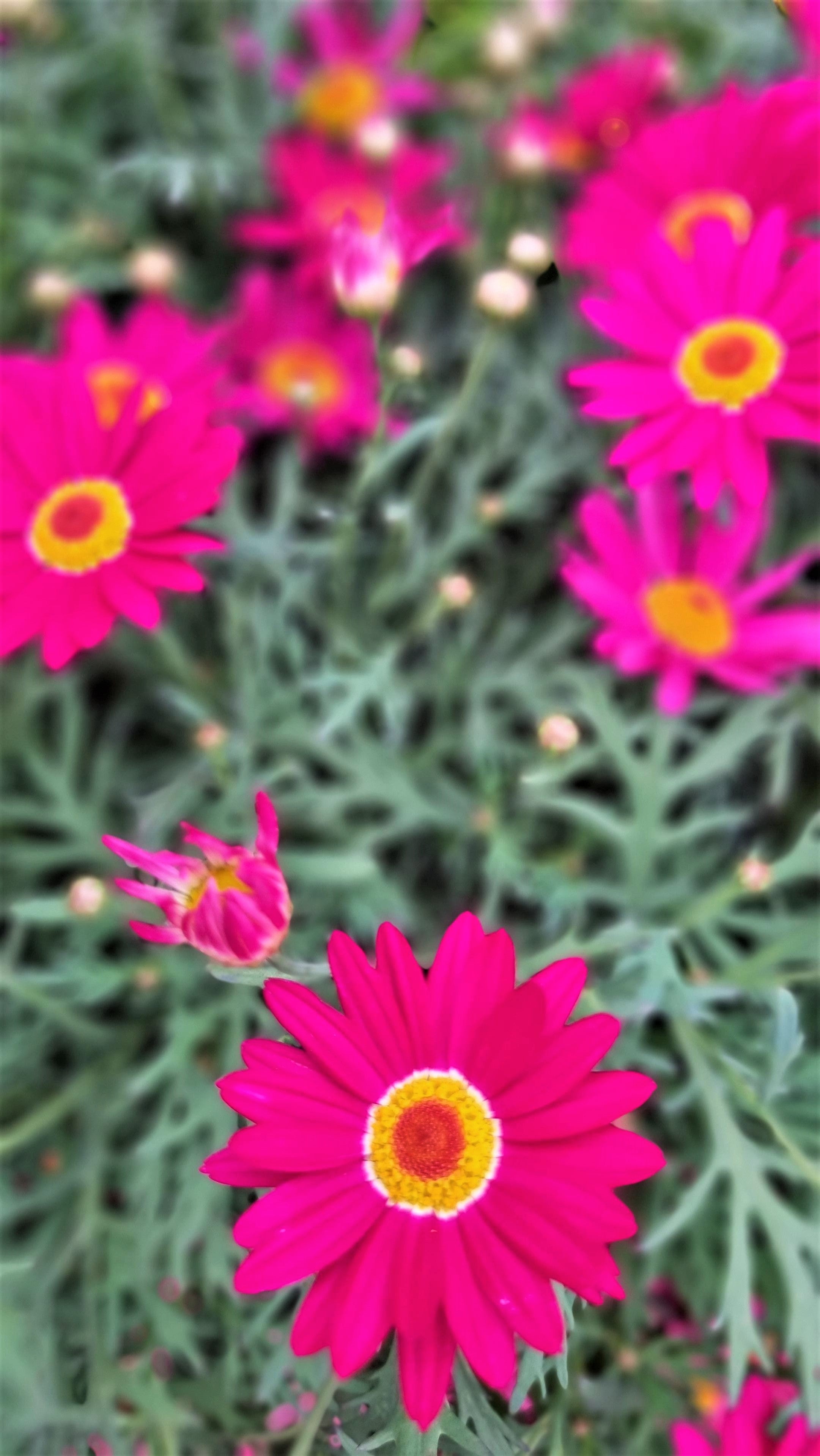 PURPLE POT SALEN Page 2 Avalon Nursery