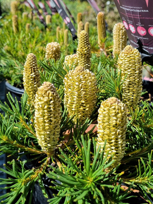 BANKSIA SPINULOSA BIRTHDAY CANDLES 140MM