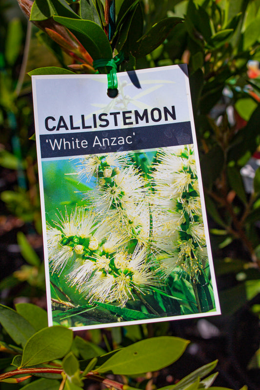 CALLISTEMON CITRINUS WHITE ANZAC 140MM