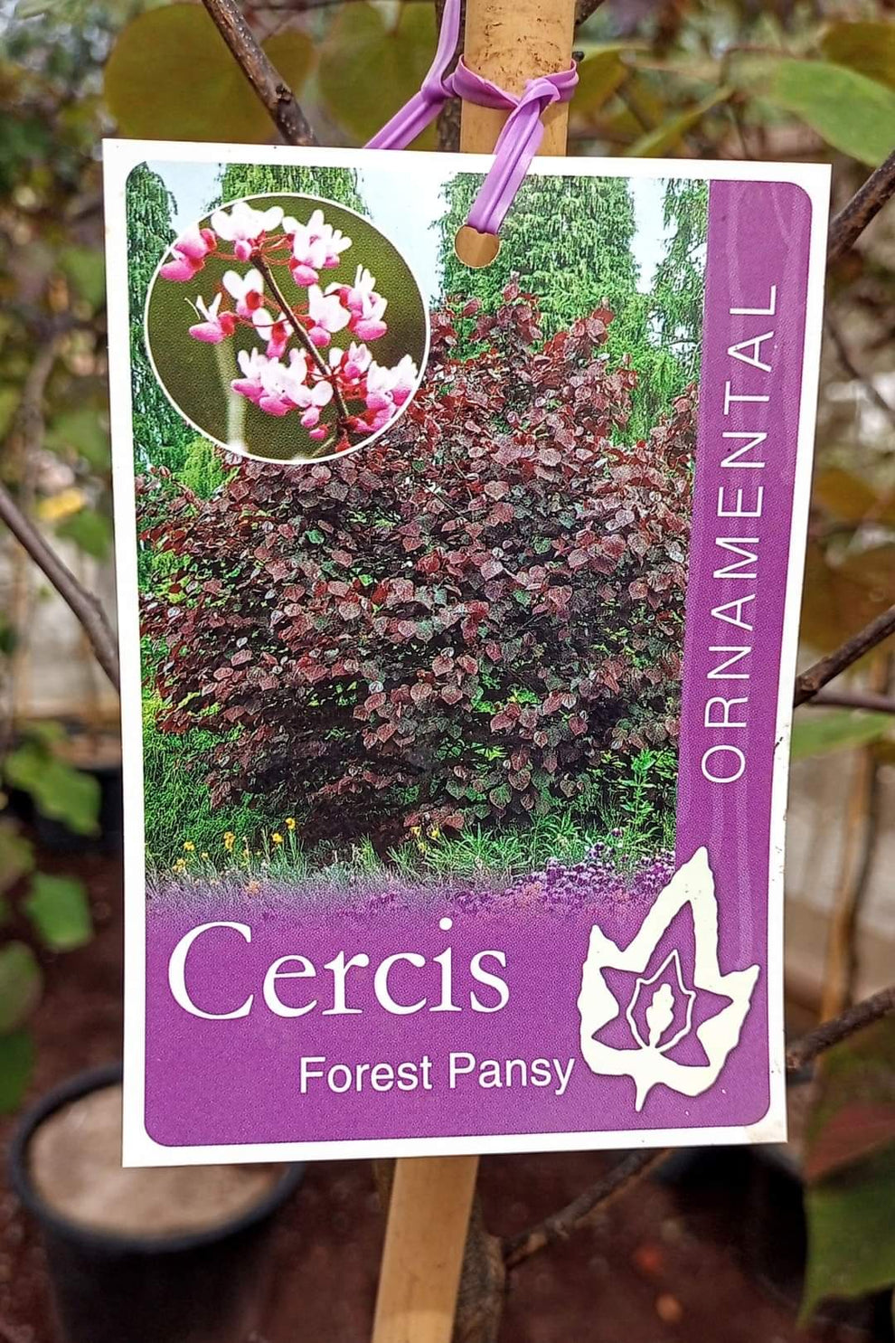 Cercis Forest Pansy 300mm Avalon Nursery